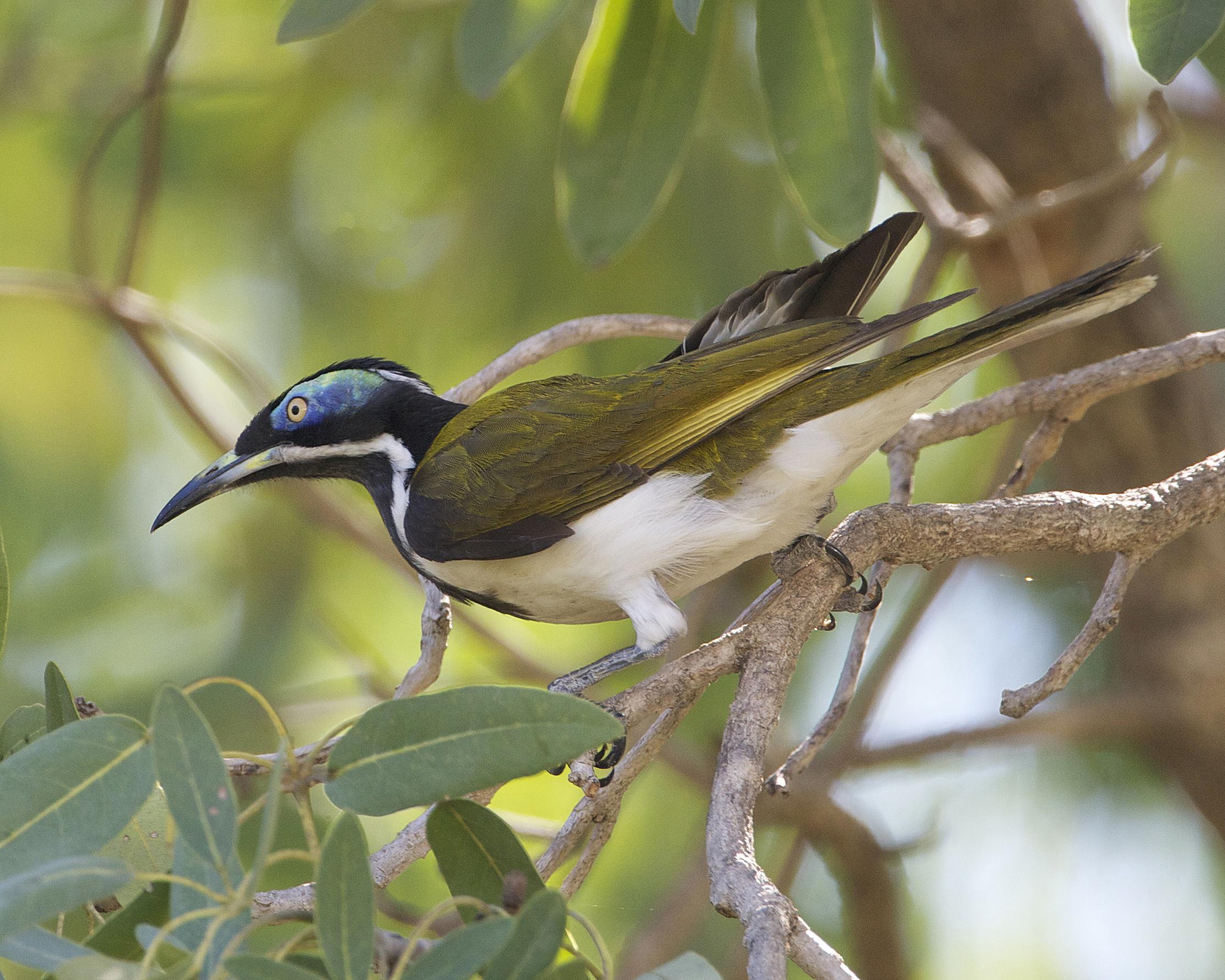 Blue-faced Honeyeater svg #19, Download drawings