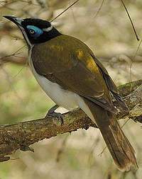Blue-faced Honeyeater svg #16, Download drawings