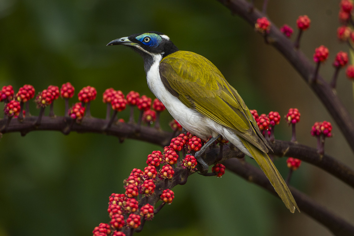 Blue-faced Honeyeater svg #6, Download drawings