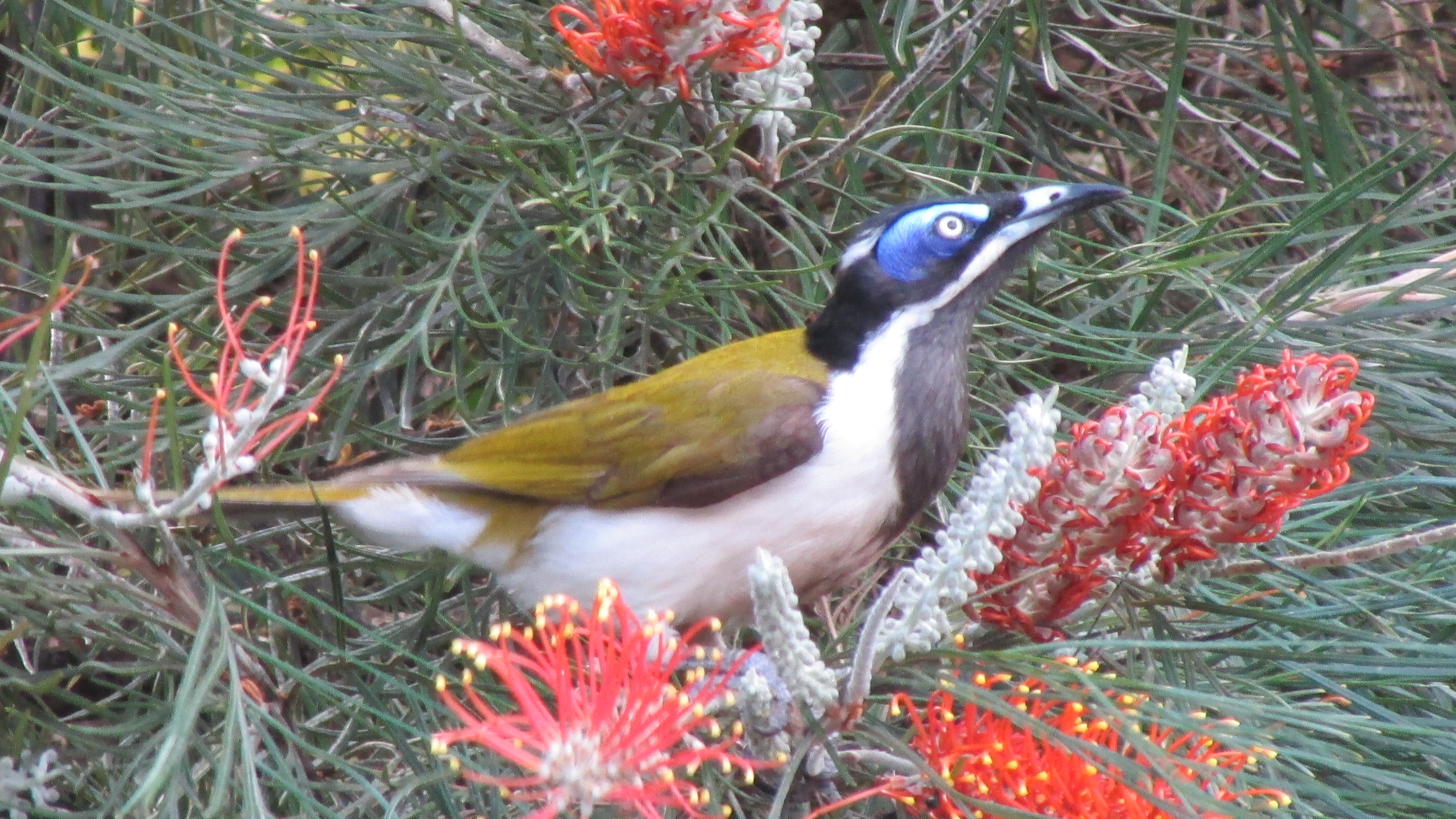 Blue-faced Honeyeater svg #7, Download drawings
