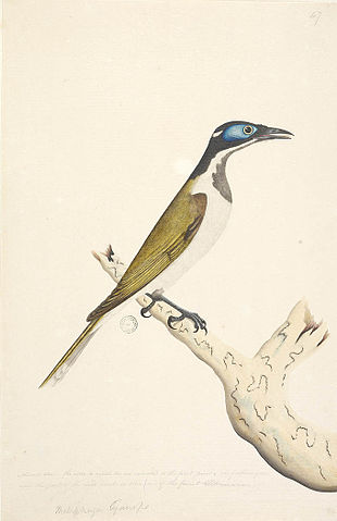 Blue-faced Honeyeater svg #10, Download drawings