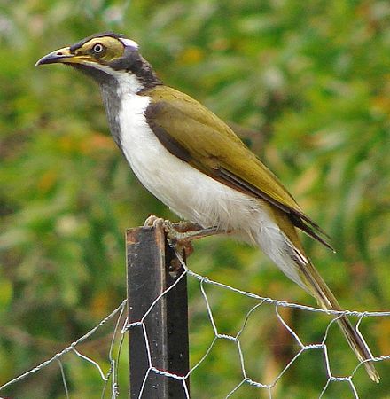 Blue-faced Honeyeater svg #4, Download drawings