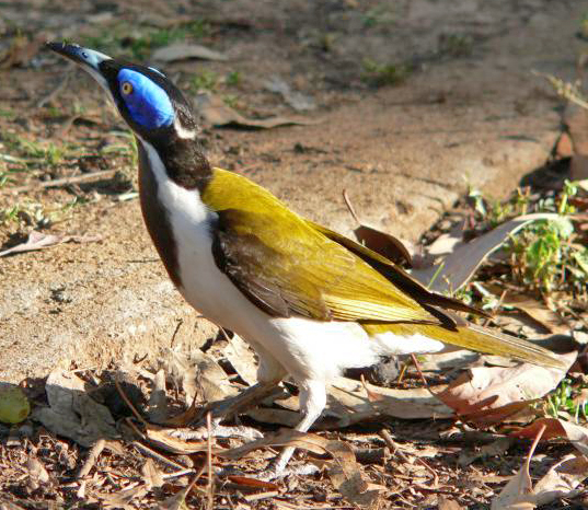 Blue-faced Honeyeater svg #8, Download drawings