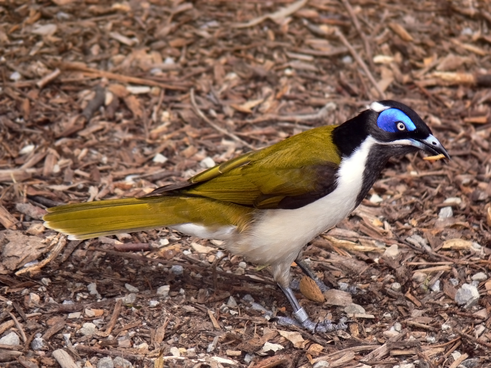Blue-faced Honeyeater svg #20, Download drawings