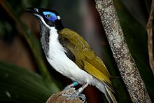 Blue-faced Honeyeater svg #3, Download drawings