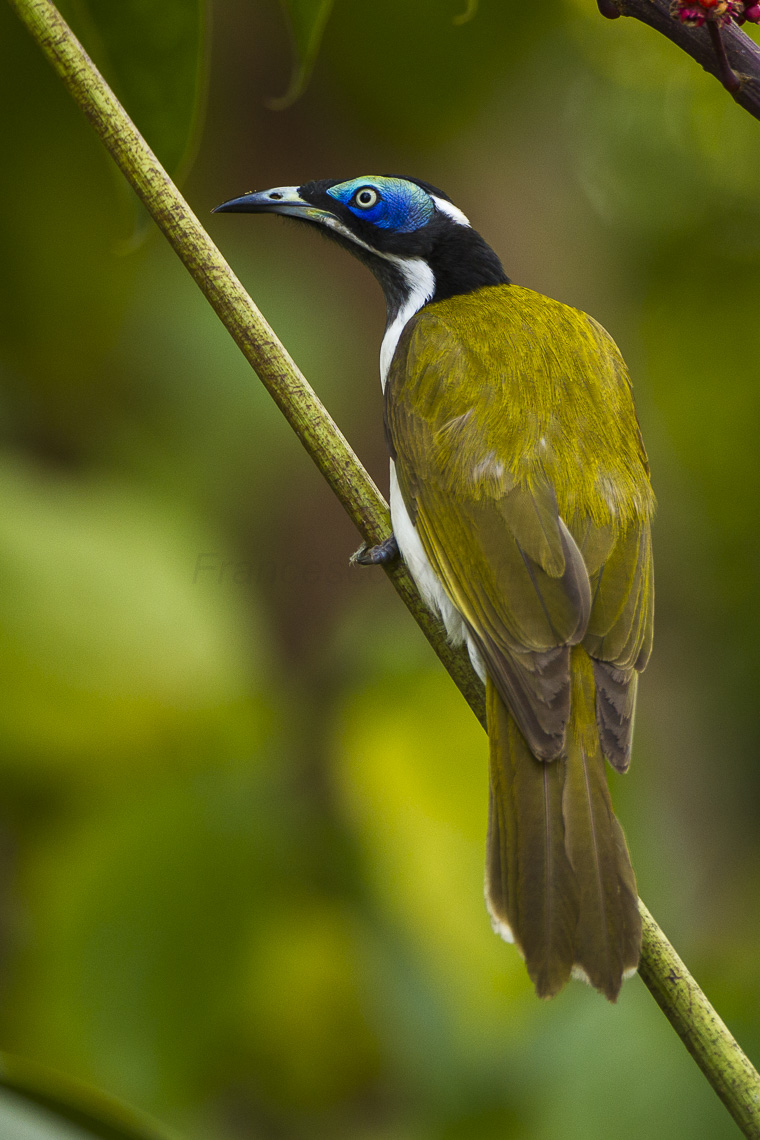Blue-faced Honeyeater svg #9, Download drawings
