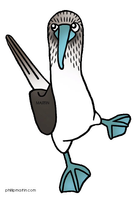 Blue-footed Booby clipart #18, Download drawings