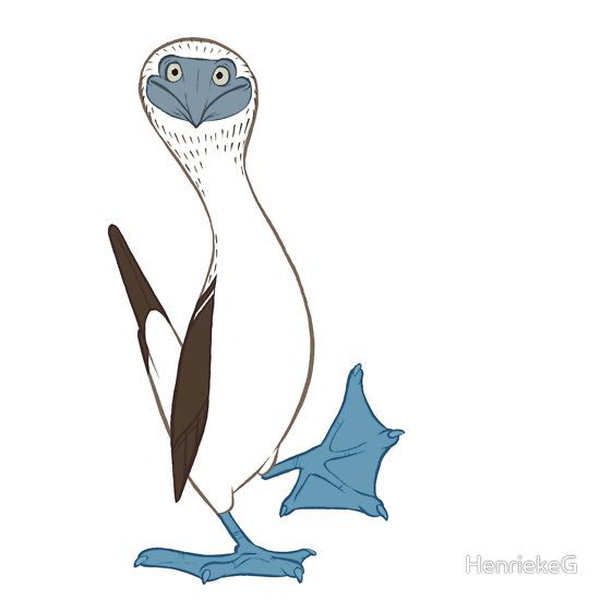 Blue-footed Booby clipart #3, Download drawings