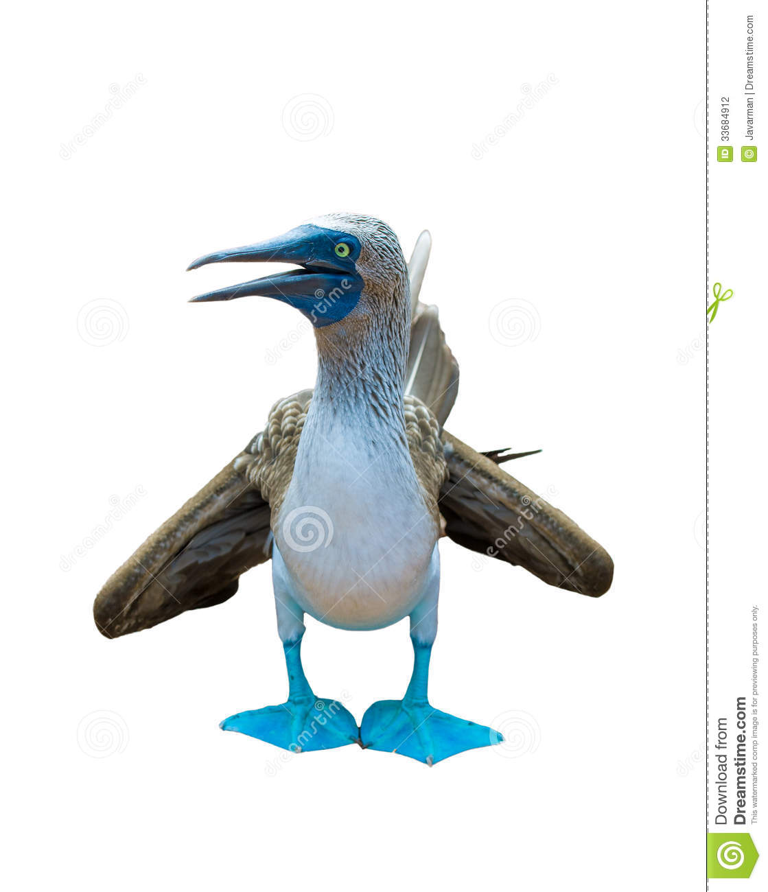 Blue-footed Booby clipart #1, Download drawings