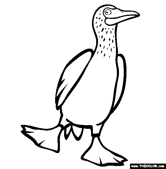 Blue-footed Booby coloring #20, Download drawings