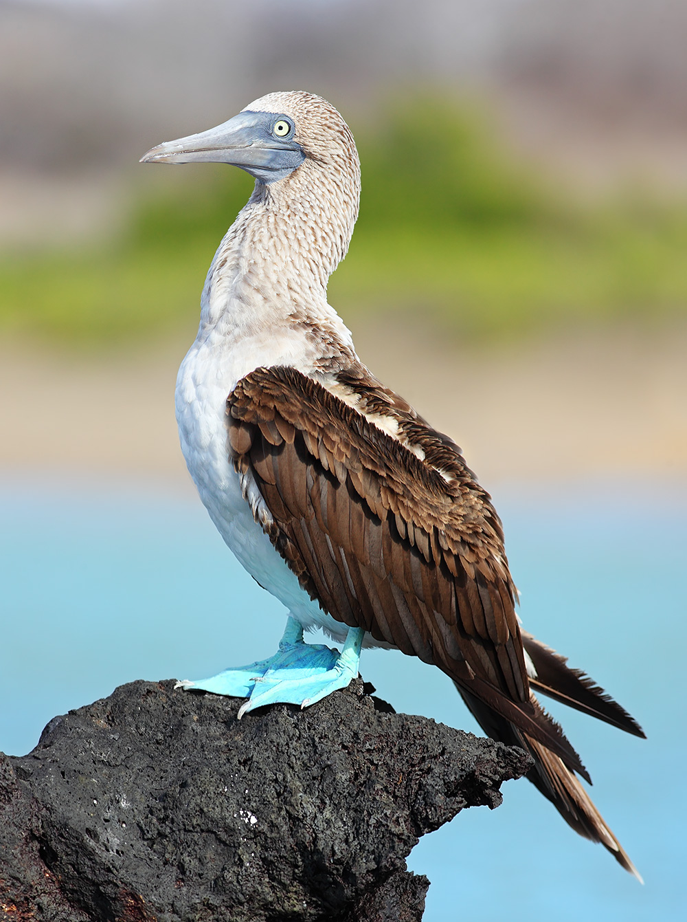 Blue-footed Booby svg #20, Download drawings