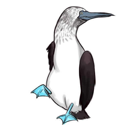 Blue-footed Booby coloring #16, Download drawings