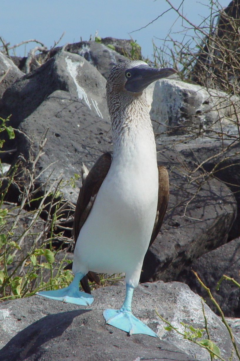 Blue-footed Booby svg #13, Download drawings