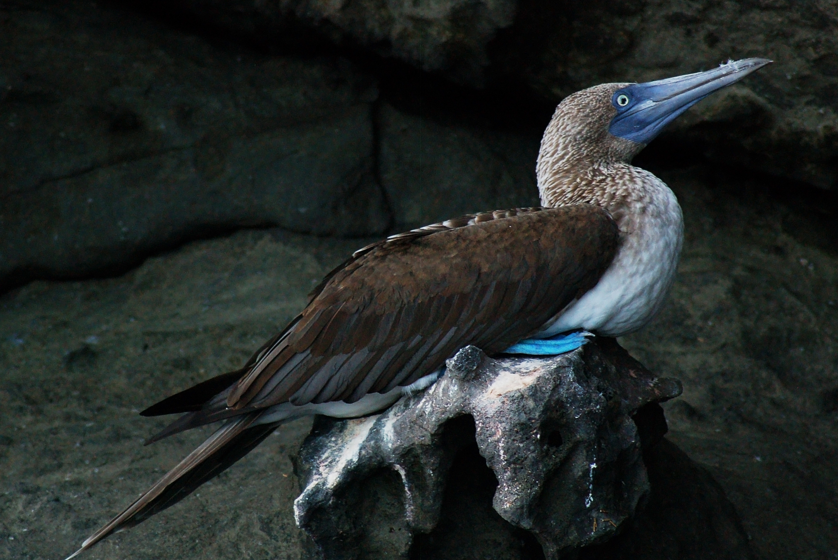 Blue-footed Booby svg #5, Download drawings