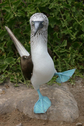 Blue-footed Booby svg #11, Download drawings