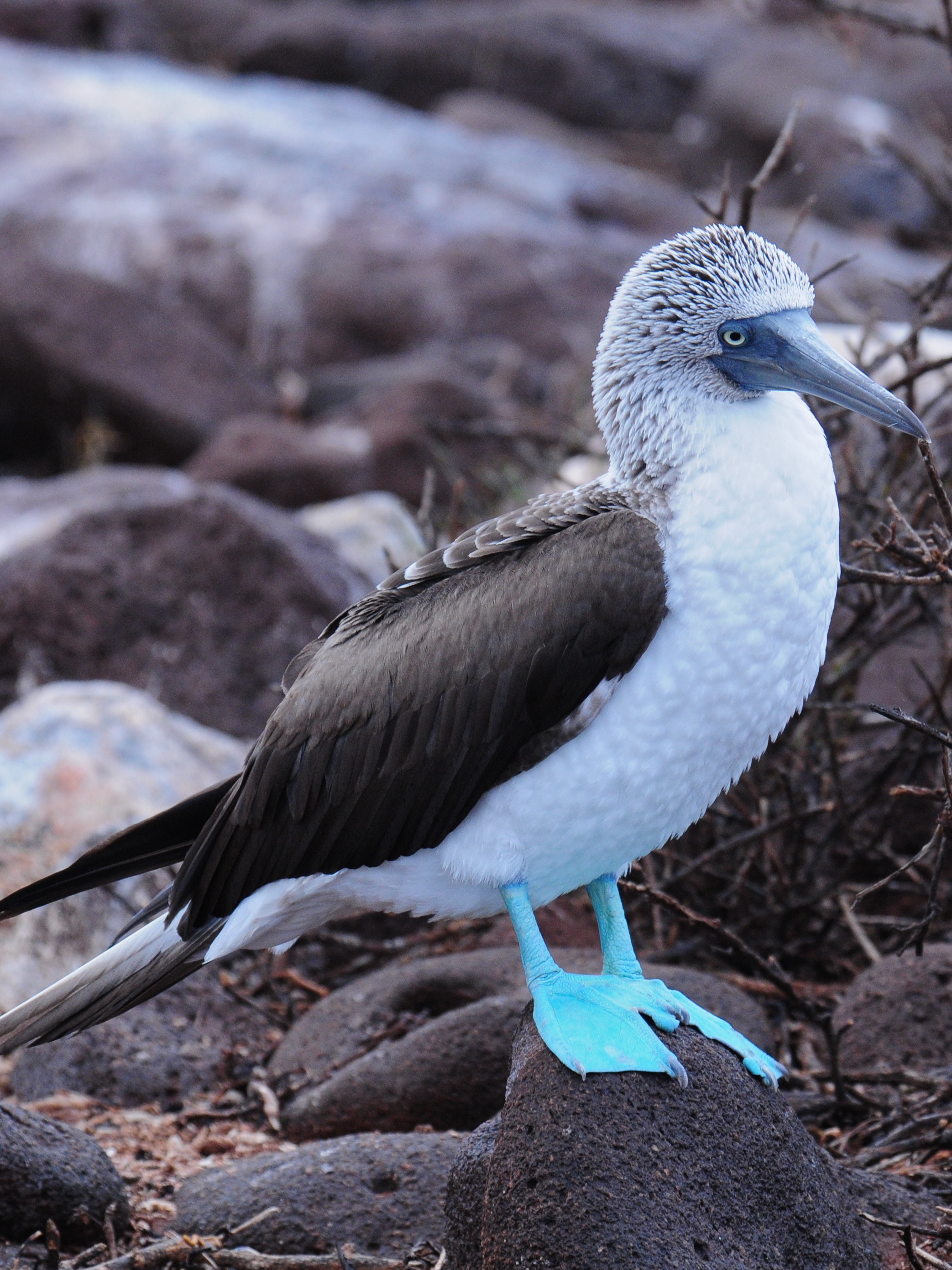 Blue-footed Booby svg #14, Download drawings