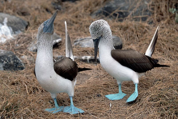 Blue-footed Booby svg #4, Download drawings