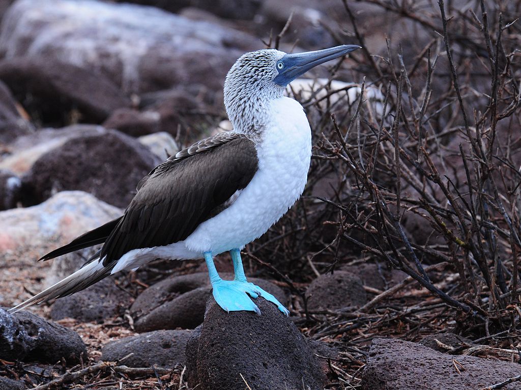 Blue-footed Booby svg #7, Download drawings