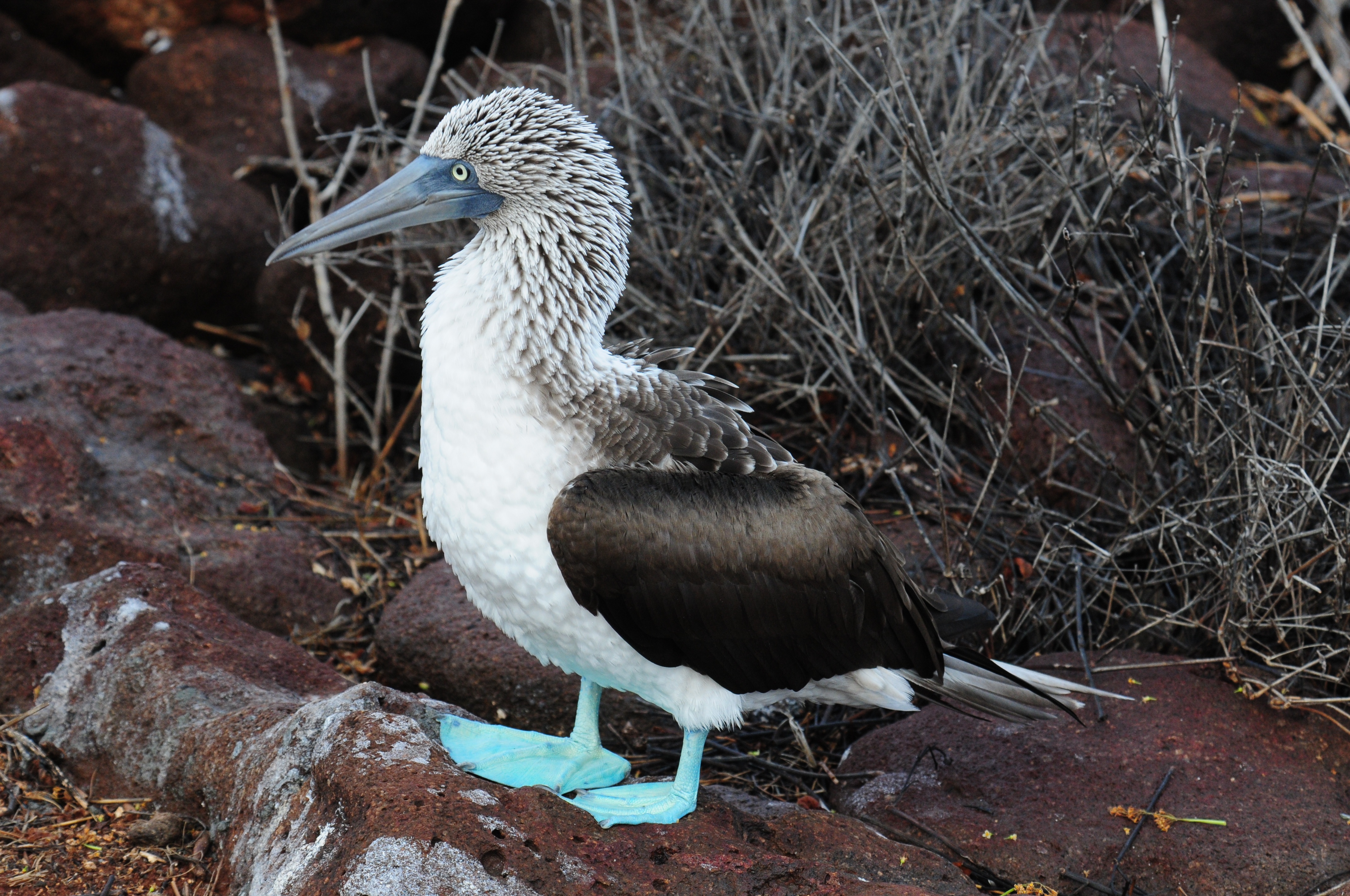 Blue-footed Booby svg #8, Download drawings