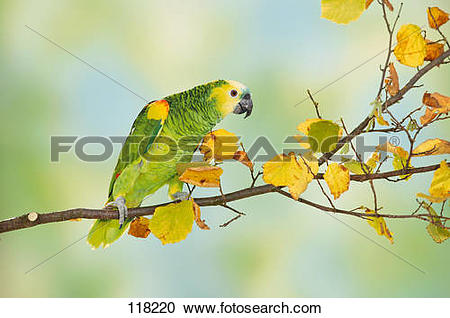 Blue-fronted Amazon clipart #16, Download drawings