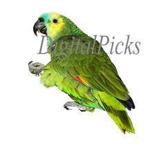 Blue-fronted Amazon clipart #2, Download drawings