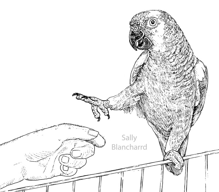Blue-fronted Amazon coloring #4, Download drawings