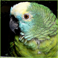 Blue-fronted Amazon coloring #6, Download drawings