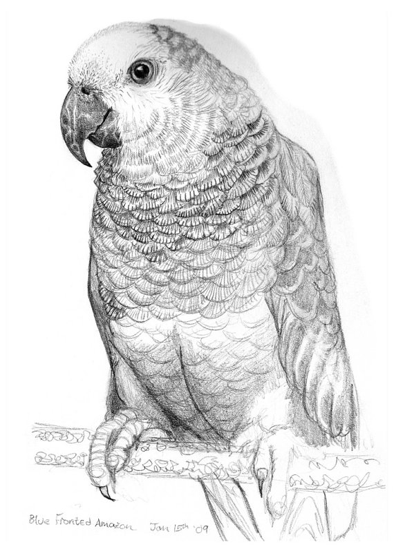 Blue-fronted Amazon coloring #19, Download drawings