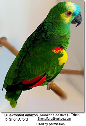 Blue-fronted Parrot coloring #19, Download drawings
