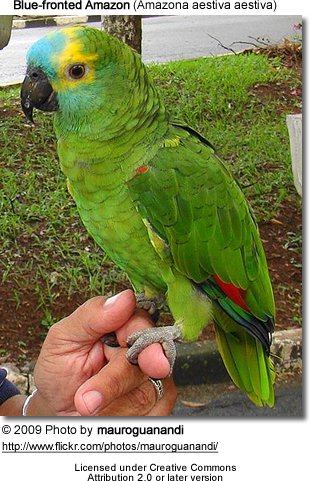 Blue-fronted Parrot coloring #3, Download drawings