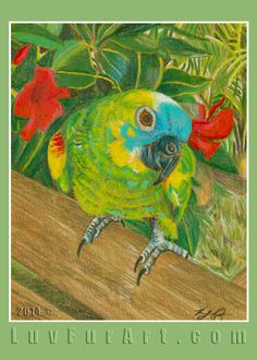 Blue-fronted Parrot svg #2, Download drawings