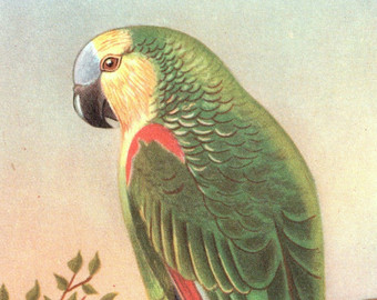 Blue-fronted Parrot svg #20, Download drawings