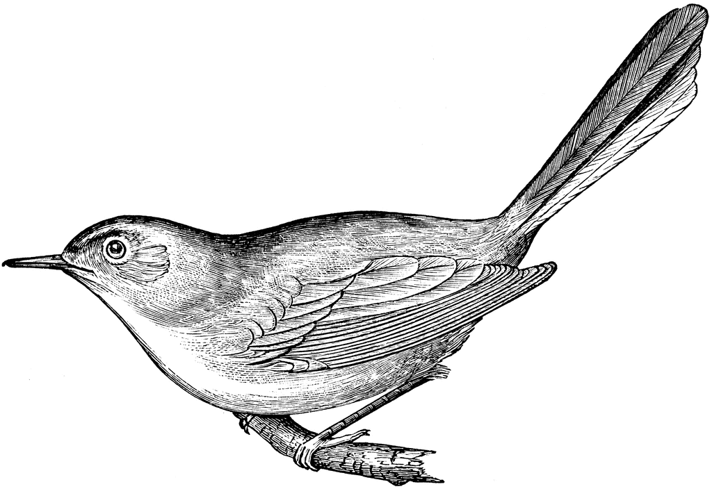 Blue-gray Gnatcatcher clipart #3, Download drawings