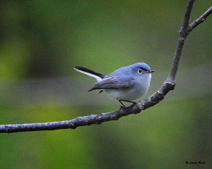 Blue-gray Gnatcatcher clipart #17, Download drawings