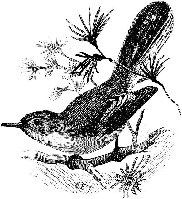 Blue-gray Gnatcatcher clipart #8, Download drawings