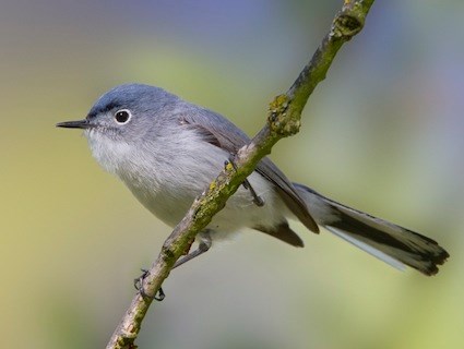 Blue-gray Gnatcatcher coloring #19, Download drawings