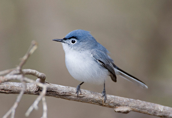 Blue-gray Gnatcatcher coloring #1, Download drawings