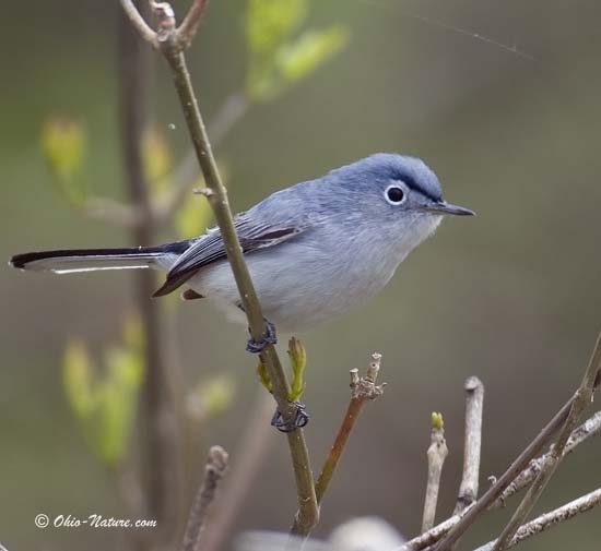 Blue-gray Gnatcatcher coloring #4, Download drawings