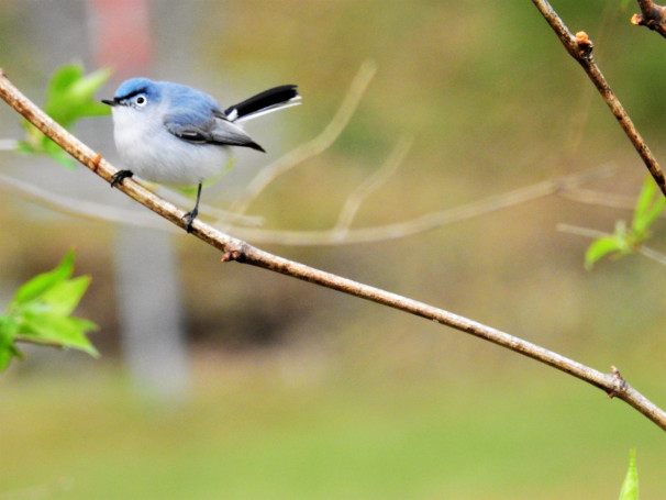 Blue-gray Gnatcatcher coloring #5, Download drawings
