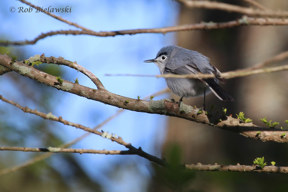 Blue-gray Gnatcatcher coloring #12, Download drawings