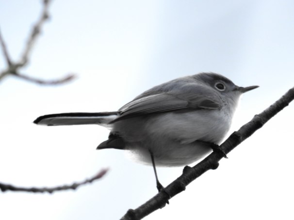 Blue-gray Gnatcatcher coloring #7, Download drawings