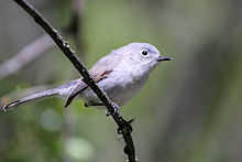 Blue-gray Gnatcatcher coloring #11, Download drawings
