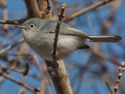 Blue-gray Gnatcatcher coloring #18, Download drawings