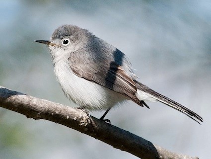 Blue-gray Gnatcatcher coloring #17, Download drawings