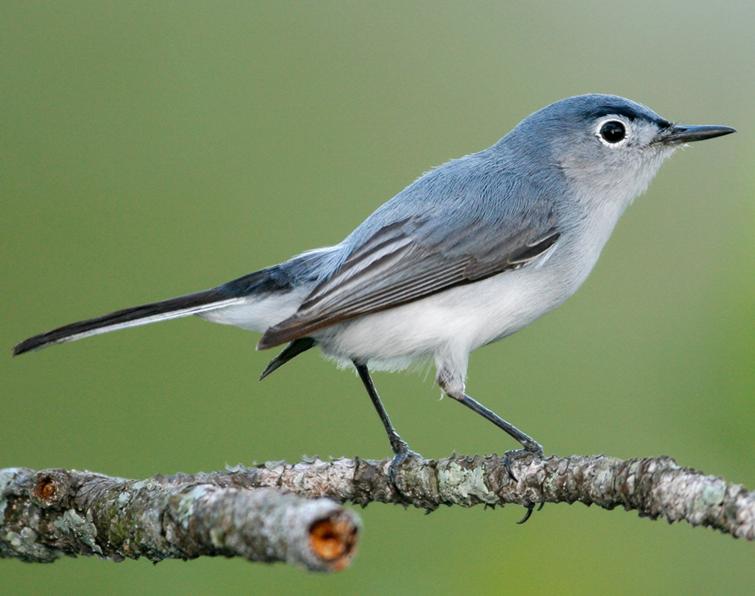 Blue-gray Gnatcatcher svg #7, Download drawings