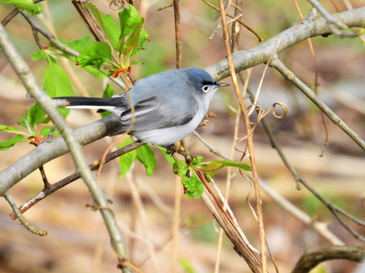 Blue-gray Gnatcatcher coloring #2, Download drawings