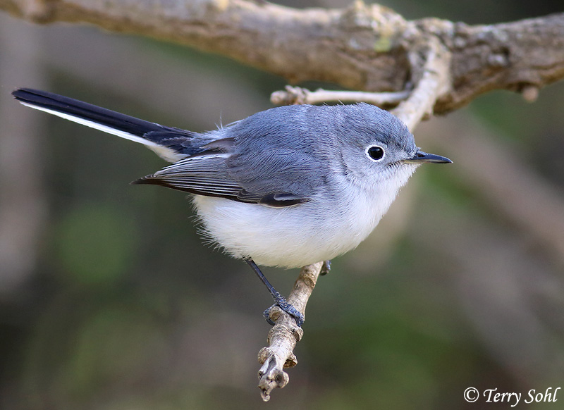 Blue-gray Gnatcatcher svg #8, Download drawings