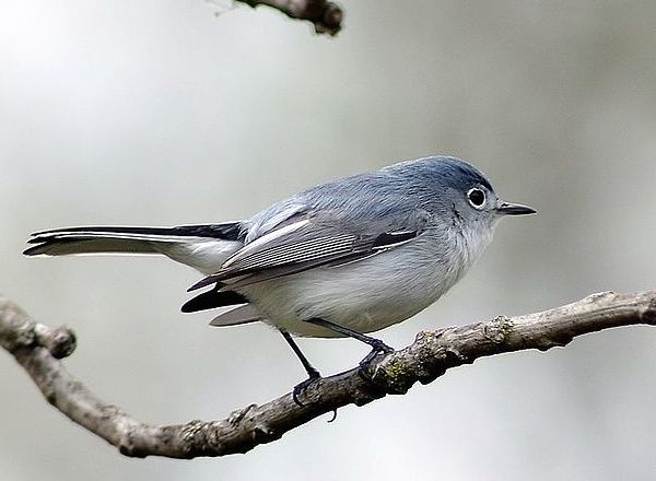 Blue-gray Gnatcatcher svg #15, Download drawings