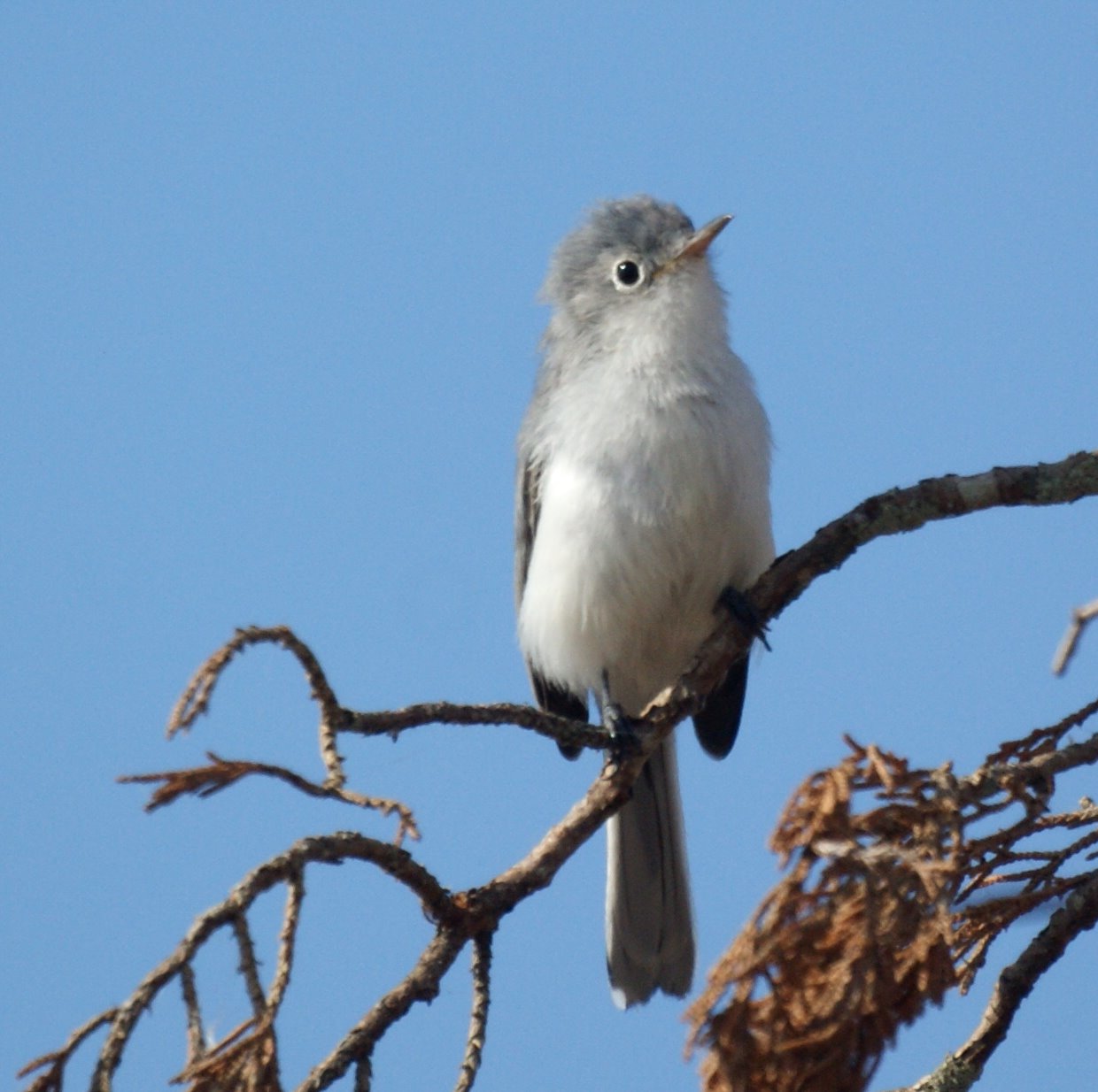Blue-gray Gnatcatcher svg #9, Download drawings