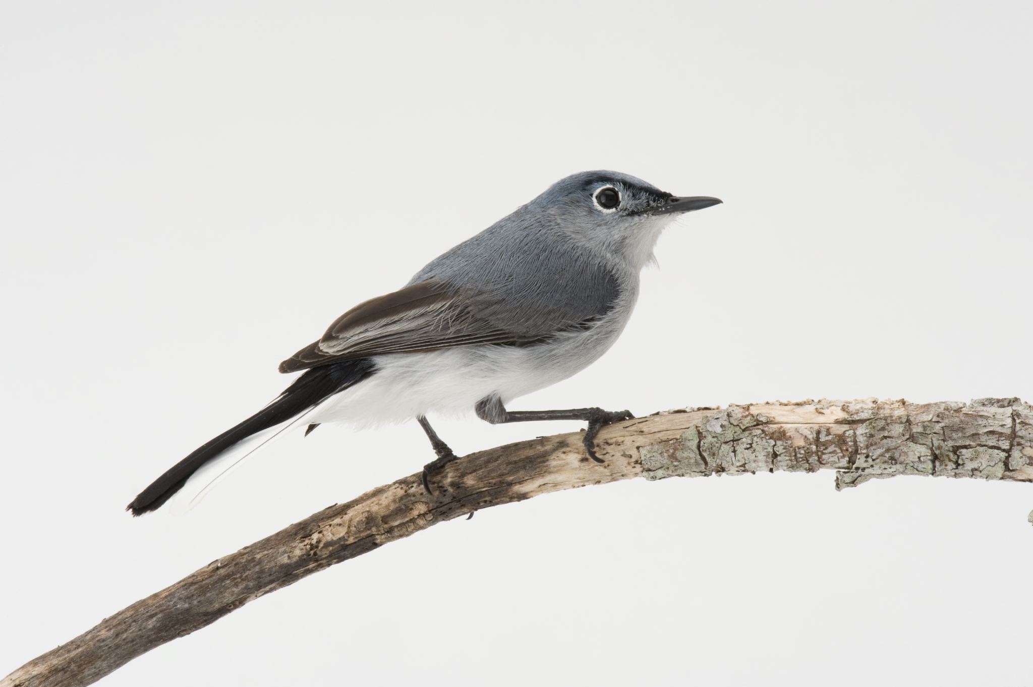 Blue-gray Gnatcatcher svg #5, Download drawings